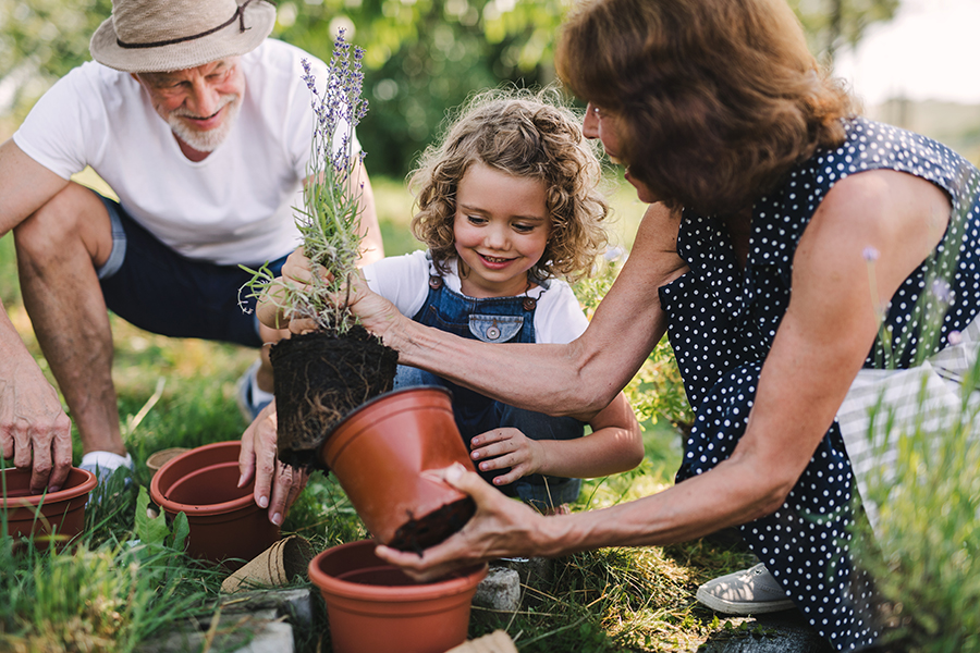 jardineria y sal cuidado plantas